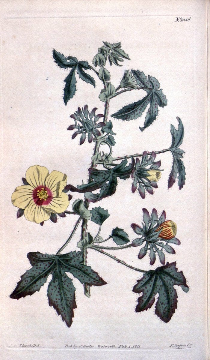 Curtis's botanical magazine. London ; New York [etc.] :Academic Press [etc.]. | "Botanical illustration" Botany Periodicals "Pictorial works" "Plants, Ornamental"  | Vintage Print Reproduction 456240