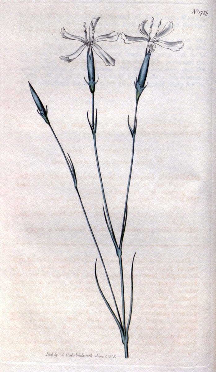 Curtis's botanical magazine. London ; New York [etc.] :Academic Press [etc.]. | "Botanical illustration" Botany Periodicals "Pictorial works" "Plants, Ornamental"  | Vintage Print Reproduction 456241