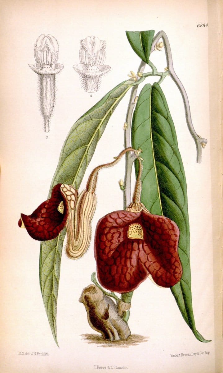 Curtis's botanical magazine. London ; New York [etc.] :Academic Press [etc.]. | "Botanical illustration" Botany Periodicals "Pictorial works" "Plants, Ornamental"  | Vintage Print Reproduction 456242