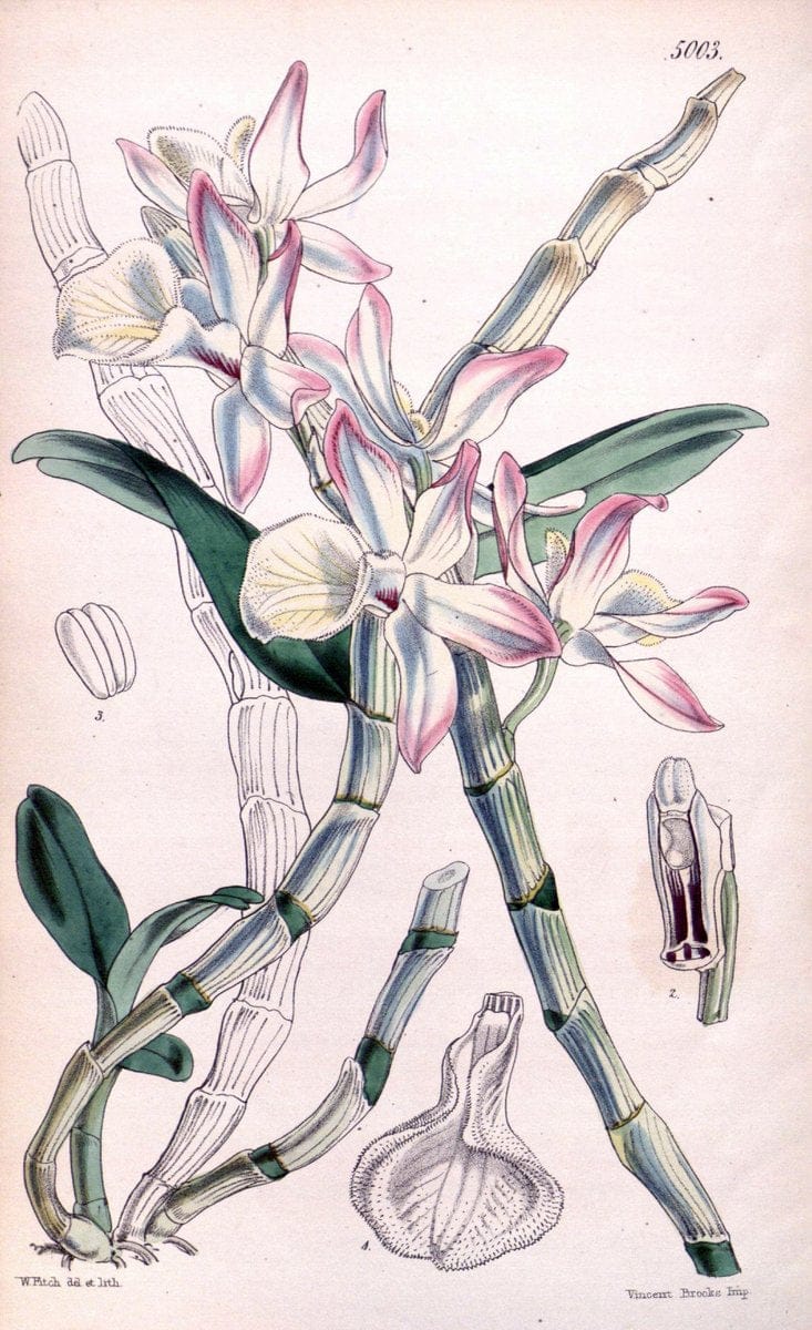 Curtis's botanical magazine. London ; New York [etc.] :Academic Press [etc.]. | "Botanical illustration" Botany Periodicals "Pictorial works" "Plants, Ornamental"  | Vintage Print Reproduction 456243