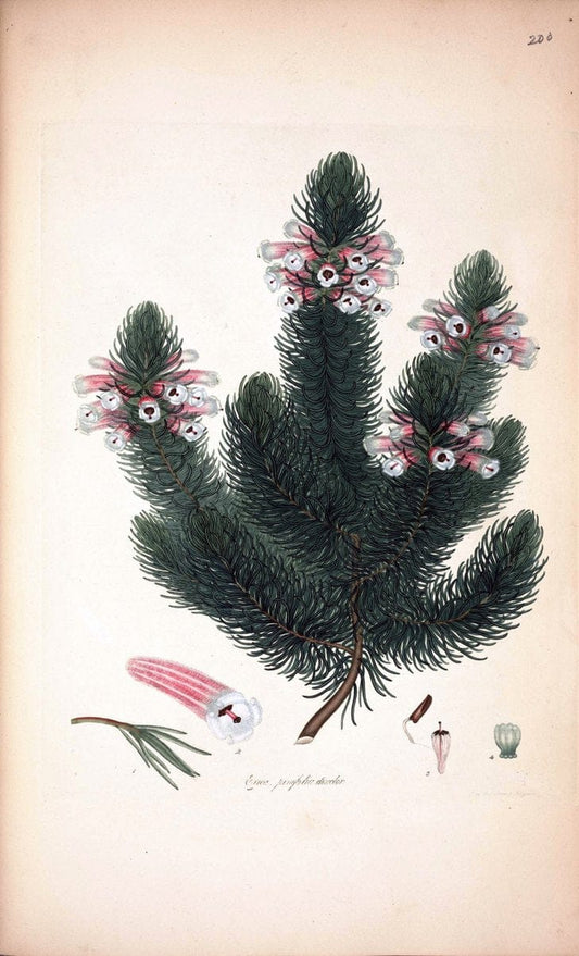 Coloured engravings of heaths :.London :Published by the Author. Printed by T. Bensley,1802-09 [1830]. |  | Vintage Print Reproduction 456244