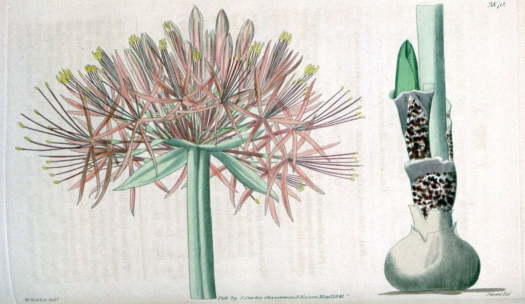 Curtis's botanical magazine. London ; New York [etc.] :Academic Press [etc.]. | "Botanical illustration" Botany Periodicals "Pictorial works" "Plants, Ornamental"  | Vintage Print Reproduction 456246