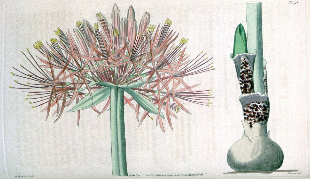 Curtis's botanical magazine. London ; New York [etc.] :Academic Press [etc.]. | "Botanical illustration" Botany Periodicals "Pictorial works" "Plants, Ornamental"  | Vintage Print Reproduction 456246