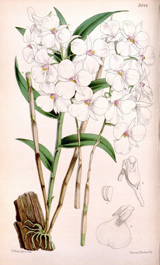 Curtis's botanical magazine..London ;New York [etc.] :Academic Press [etc.]. |  | Vintage Print Reproduction 456247