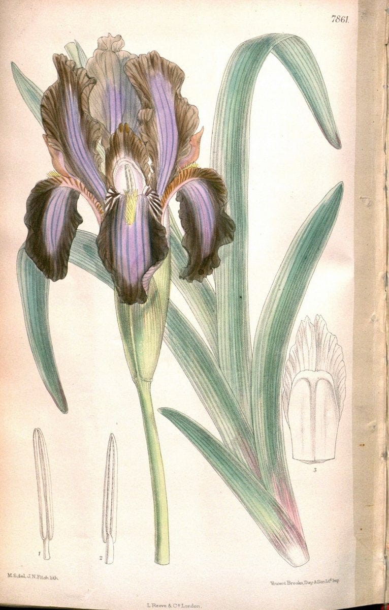 Curtis's botanical magazine. London ;New York [etc.] :Academic Press [etc.]. | Botany Periodicals "Pictorial works"  | Vintage Print Reproduction 456249