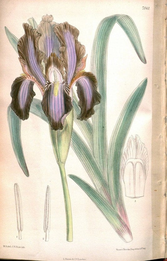 Curtis's botanical magazine. London ;New York [etc.] :Academic Press [etc.]. | Botany Periodicals "Pictorial works"  | Vintage Print Reproduction 456249