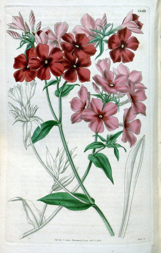 Curtis's botanical magazine. London ;New York [etc.] :Academic Press [etc.]. | Botany Periodicals "Pictorial works"  | Vintage Print Reproduction 456250