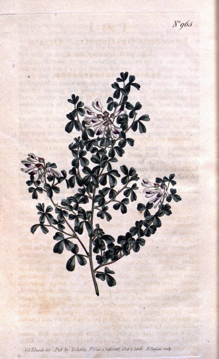 Curtis's botanical magazine. London ;New York [etc.] :Academic Press [etc.]. | Botany Periodicals "Pictorial works"  | Vintage Print Reproduction 456251