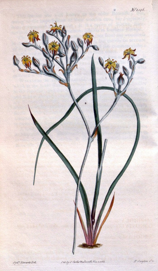 Curtis's botanical magazine. London ; New York [etc.] :Academic Press [etc.]. | "Botanical illustration" Botany Periodicals "Pictorial works" "Plants, Ornamental"  | Vintage Print Reproduction 456252