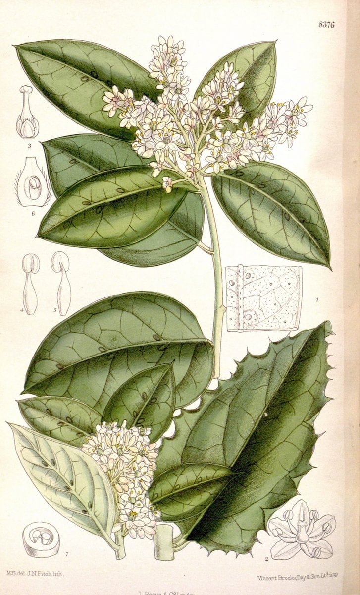 Curtis's botanical magazine. London ; New York [etc.] :Academic Press [etc.]. | "Botanical illustration" Botany Periodicals "Pictorial works" "Plants, Ornamental"  | Vintage Print Reproduction 456253