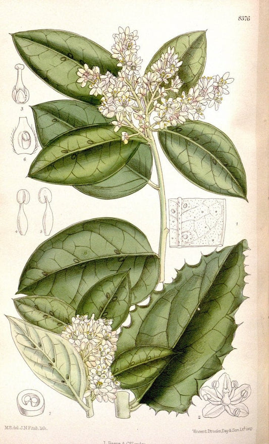 Curtis's botanical magazine. London ; New York [etc.] :Academic Press [etc.]. | "Botanical illustration" Botany Periodicals "Pictorial works" "Plants, Ornamental"  | Vintage Print Reproduction 456253