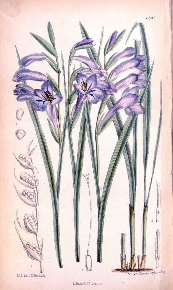 Curtis's botanical magazine. London ; New York [etc.] :Academic Press [etc.]. | "Botanical illustration" Botany Periodicals "Pictorial works" "Plants, Ornamental"  | Vintage Print Reproduction 456254