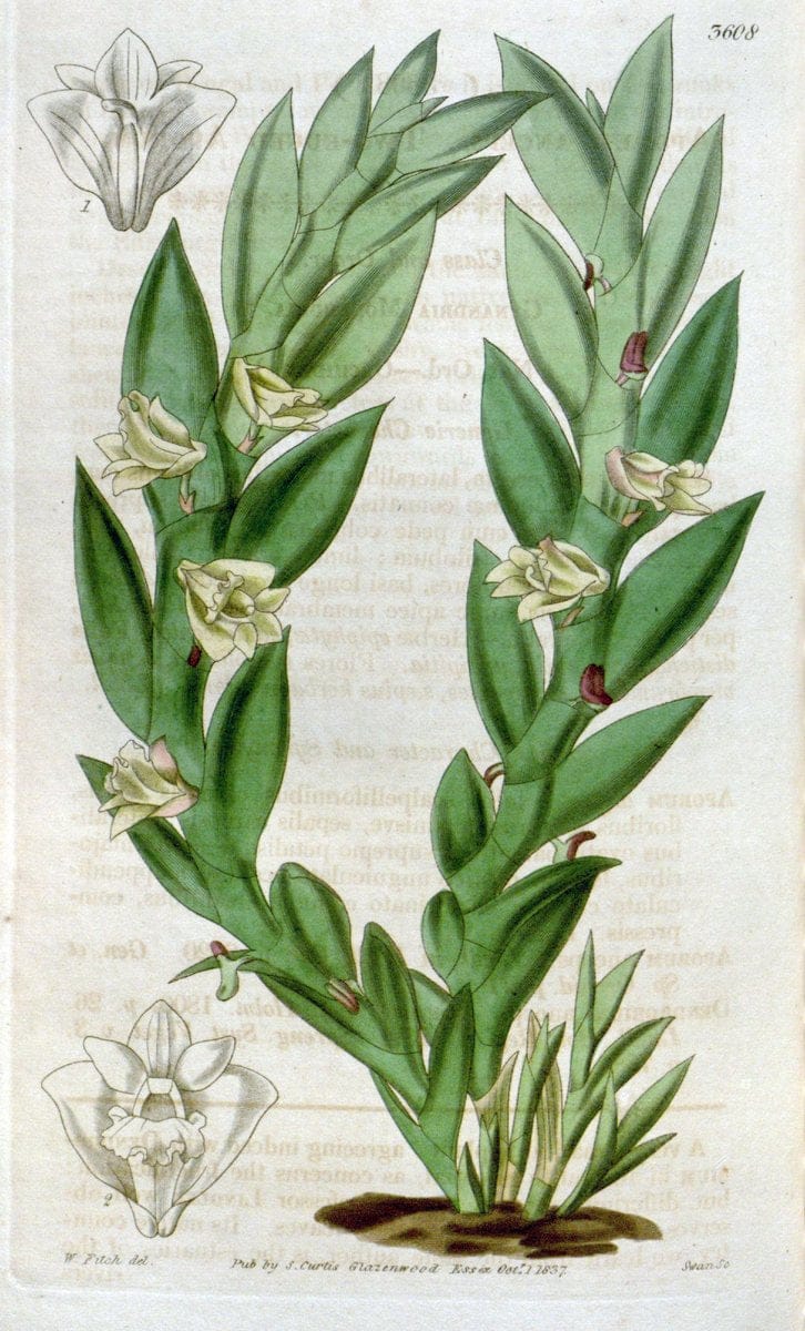 Curtis's botanical magazine. London ; New York [etc.] :Academic Press [etc.]. | "Botanical illustration" Botany Periodicals "Pictorial works" "Plants, Ornamental"  | Vintage Print Reproduction 456255