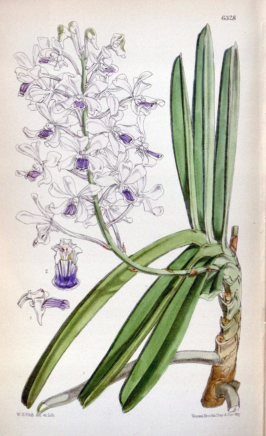 Curtis's botanical magazine. London ; New York [etc.] :Academic Press [etc.]. | "Botanical illustration" Botany Periodicals "Pictorial works" "Plants, Ornamental"  | Vintage Print Reproduction 456256