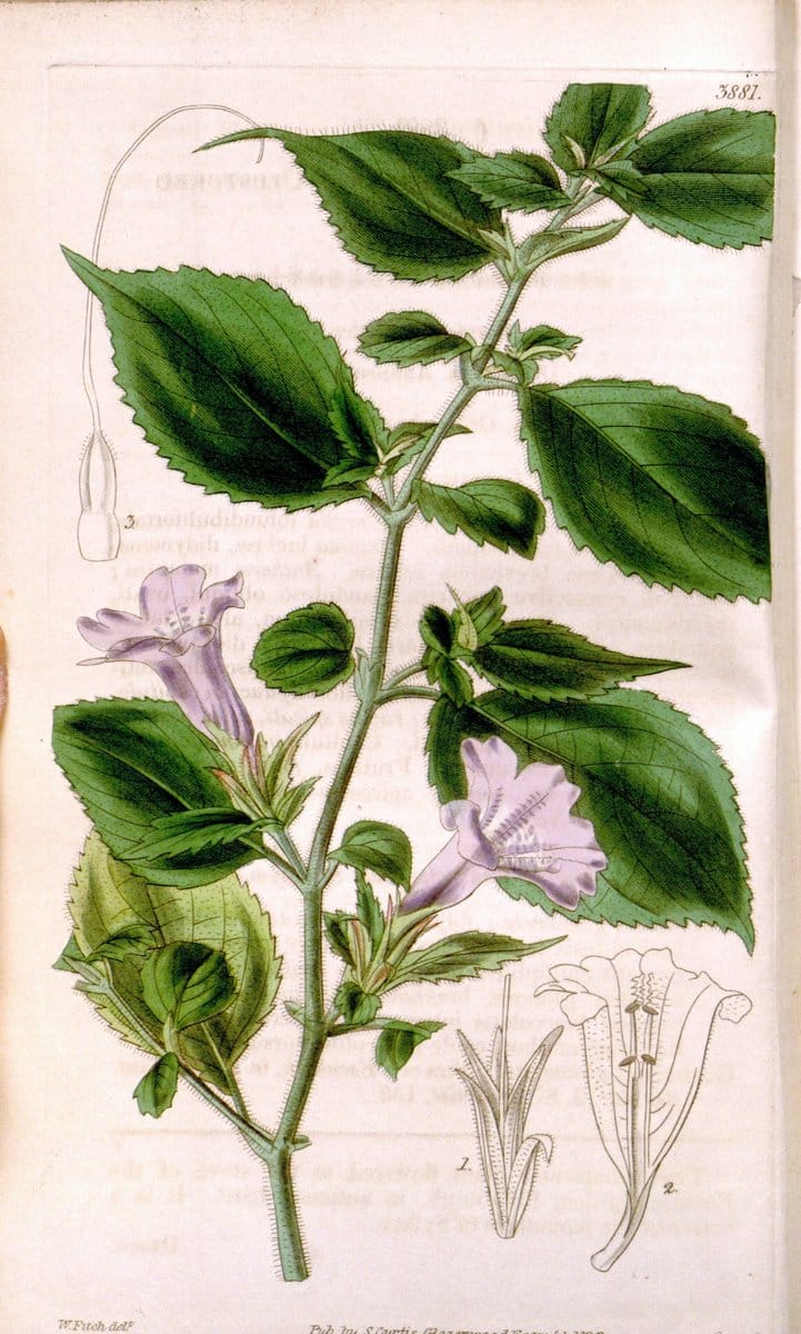 Curtis's botanical magazine. London ; New York [etc.] :Academic Press [etc.]. | "Botanical illustration" Botany Periodicals "Pictorial works" "Plants, Ornamental"  | Vintage Print Reproduction 456257