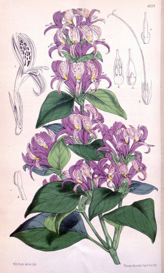 Curtis's botanical magazine. London ; New York [etc.] :Academic Press [etc.]. | "Botanical illustration" Botany Periodicals "Pictorial works" "Plants, Ornamental"  | Vintage Print Reproduction 456258