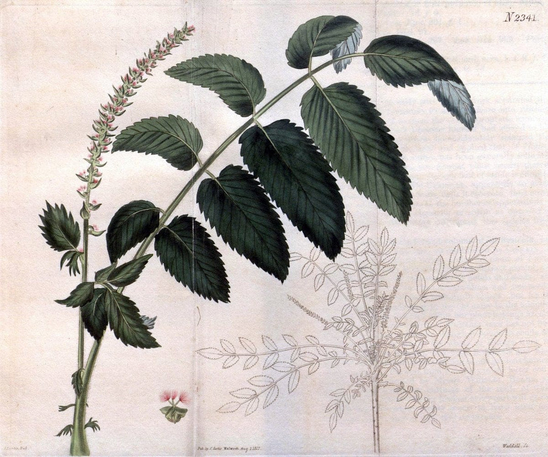 Curtis's botanical magazine. London ; New York [etc.] :Academic Press [etc.]. | "Botanical illustration" Botany Periodicals "Pictorial works" "Plants, Ornamental"  | Vintage Print Reproduction 456259