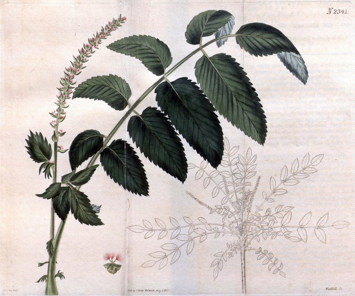 Curtis's botanical magazine. London ; New York [etc.] :Academic Press [etc.]. | "Botanical illustration" Botany Periodicals "Pictorial works" "Plants, Ornamental"  | Vintage Print Reproduction 456259