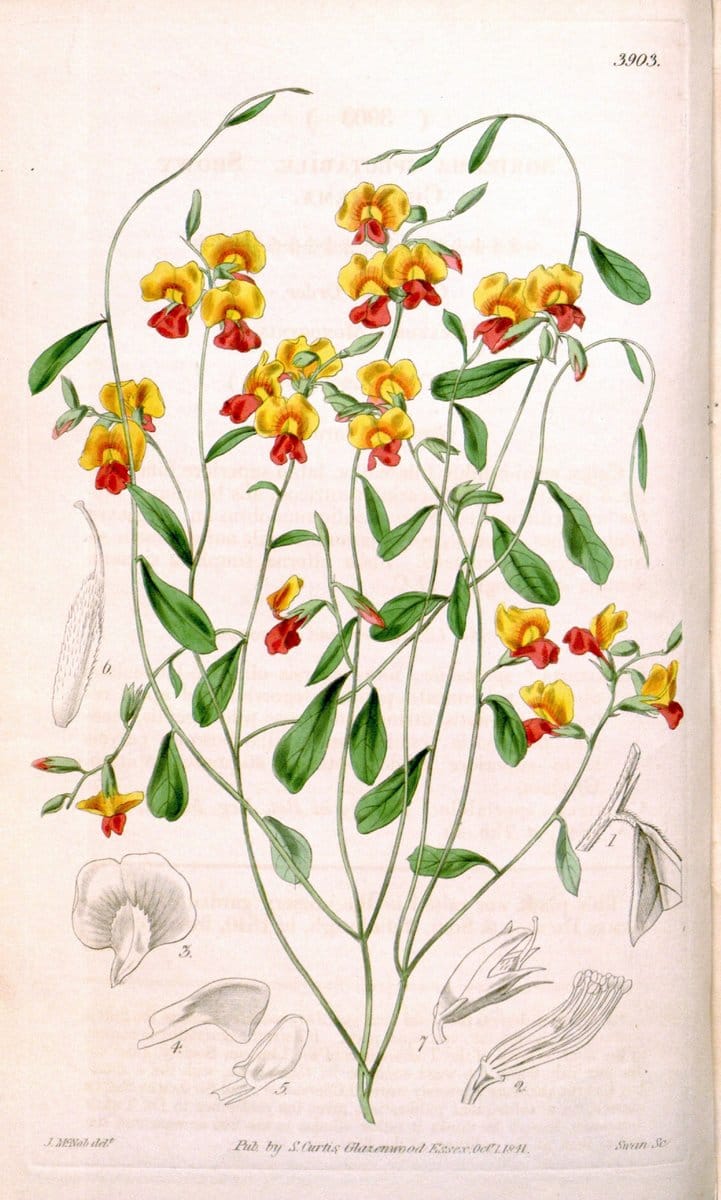 Curtis's botanical magazine. London ; New York [etc.] :Academic Press [etc.]. | "Botanical illustration" Botany Periodicals "Pictorial works" "Plants, Ornamental"  | Vintage Print Reproduction 456260