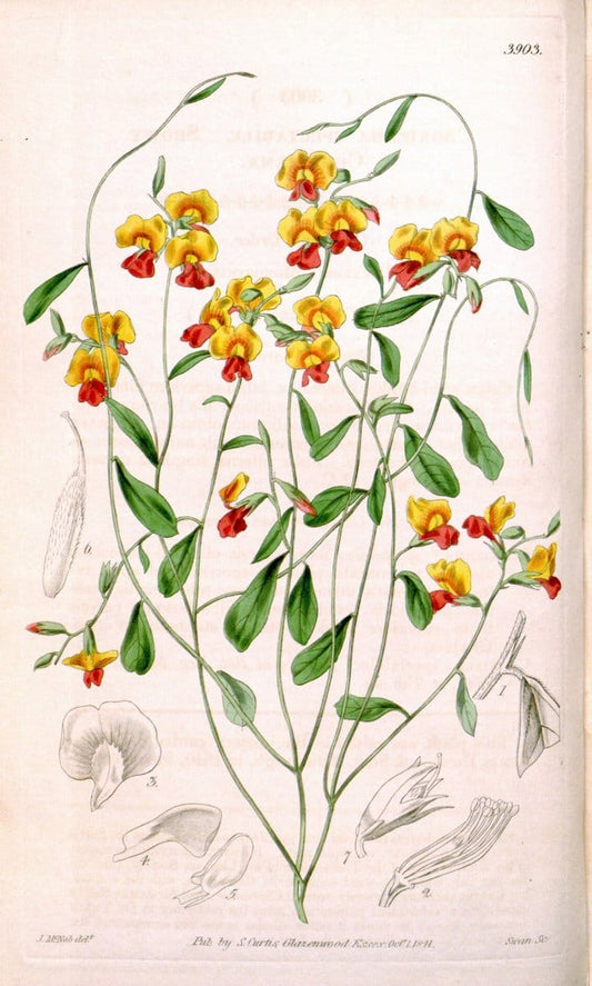 Curtis's botanical magazine. London ; New York [etc.] :Academic Press [etc.]. | "Botanical illustration" Botany Periodicals "Pictorial works" "Plants, Ornamental"  | Vintage Print Reproduction 456260