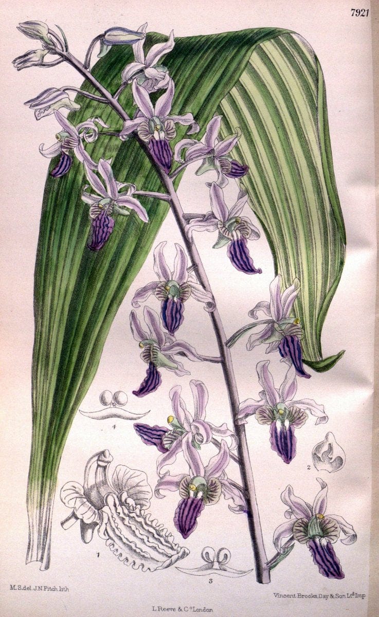 Curtis's botanical magazine. London ; New York [etc.] :Academic Press [etc.]. | "Botanical illustration" Botany Periodicals "Pictorial works" "Plants, Ornamental"  | Vintage Print Reproduction 456262