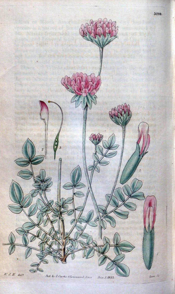 Curtis's botanical magazine. London ; New York [etc.] :Academic Press [etc.]. | "Botanical illustration" Botany Periodicals "Pictorial works" "Plants, Ornamental"  | Vintage Print Reproduction 456263