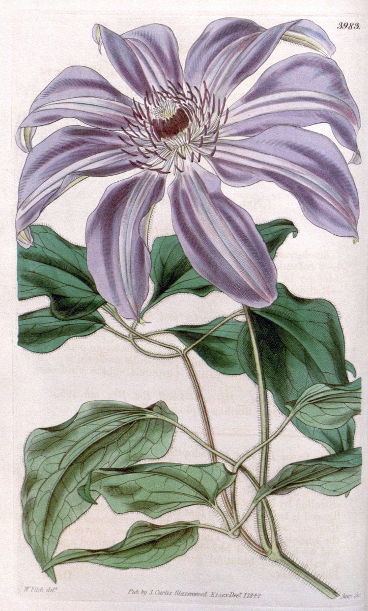 Curtis's botanical magazine. London ; New York [etc.] :Academic Press [etc.]. | "Botanical illustration" Botany Periodicals "Pictorial works" "Plants, Ornamental"  | Vintage Print Reproduction 456264