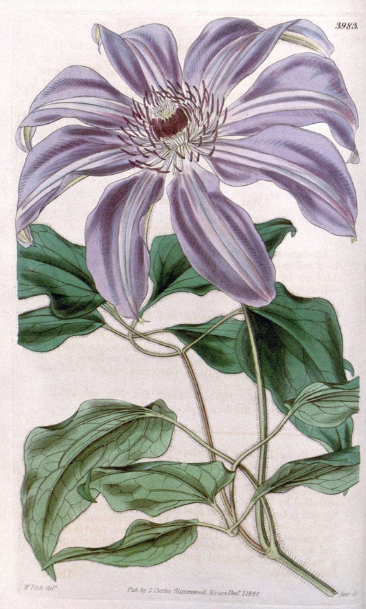 Curtis's botanical magazine. London ; New York [etc.] :Academic Press [etc.]. | "Botanical illustration" Botany Periodicals "Pictorial works" "Plants, Ornamental"  | Vintage Print Reproduction 456264