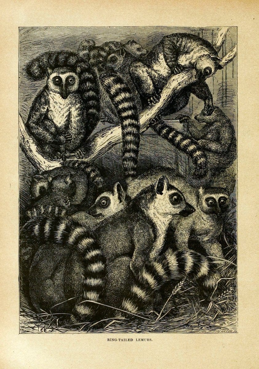 Cassell's natural history. London [etc]Cassell & Company, Limited,1896.  | "Animal behavior" Animals Nomenclature  | Vintage Print Reproduction 456265