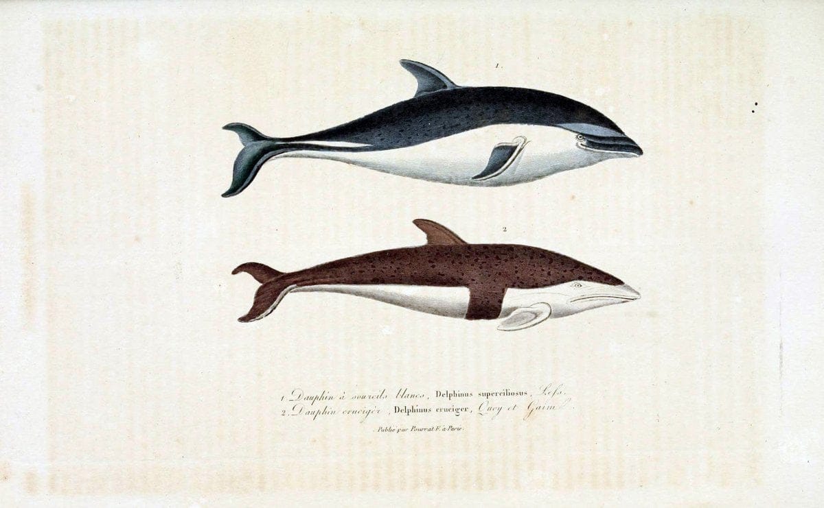 ComplÃ©ments de Buffon. t.1.Paris:P. Pourrat FrÃ¨res,1838. |  | Vintage Print Reproduction 456266