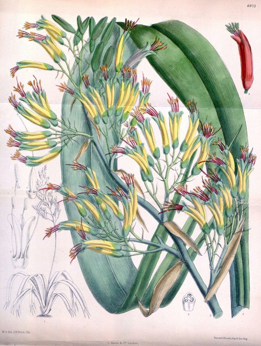 Curtis's botanical magazine. London ; New York [etc.] :Academic Press [etc.]. | "Botanical illustration" Botany Periodicals "Pictorial works" "Plants, Ornamental"  | Vintage Print Reproduction 456267