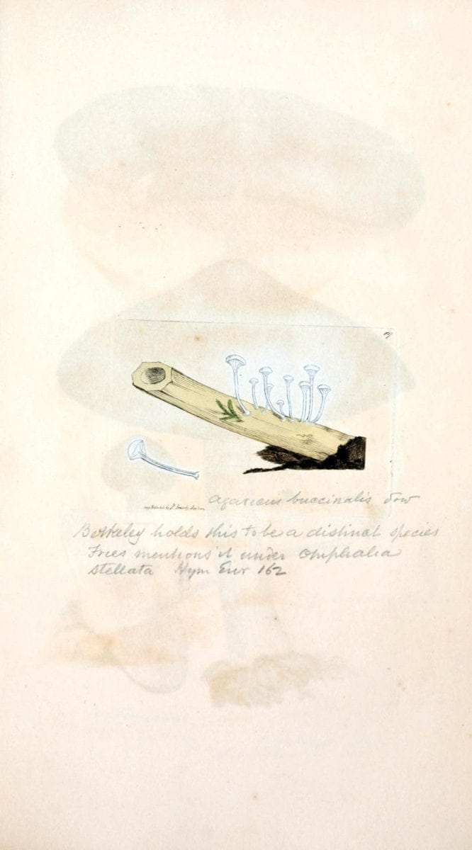Coloured figures of English fungi or mushrooms. London,Printed by J. Davis,1797-[1809]. | England Mushrooms  | Vintage Print Reproduction 456268