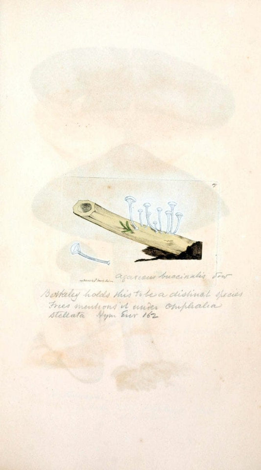 Coloured figures of English fungi or mushrooms. London,Printed by J. Davis,1797-[1809]. | England Mushrooms  | Vintage Print Reproduction 456268