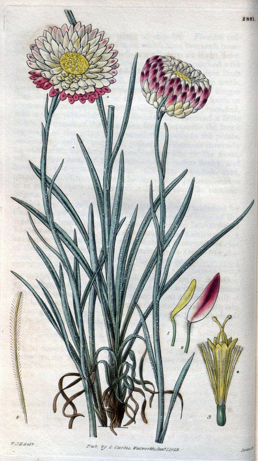 Curtis's botanical magazine. London ; New York [etc.] :Academic Press [etc.]. | "Botanical illustration" Botany Periodicals "Pictorial works" "Plants, Ornamental"  | Vintage Print Reproduction 456269