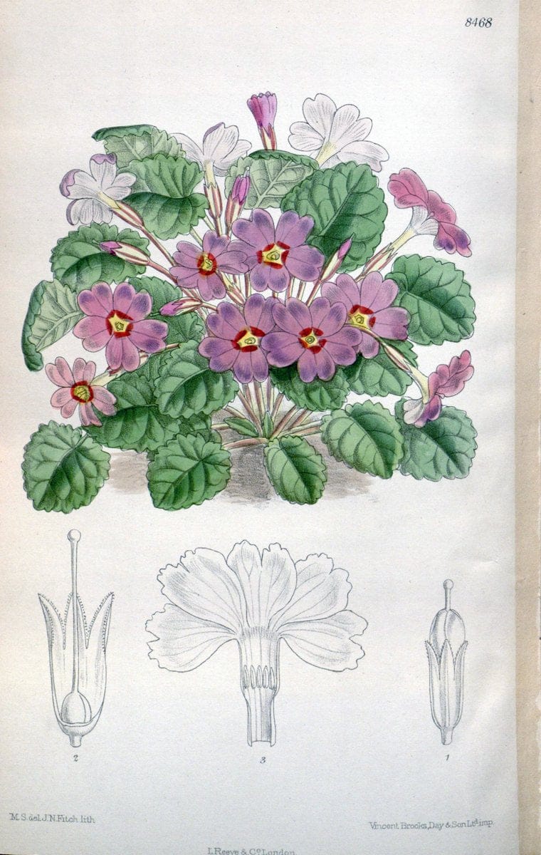 Curtis's botanical magazine. London ; New York [etc.] :Academic Press [etc.]. | "Botanical illustration" Botany Periodicals "Pictorial works" "Plants, Ornamental"  | Vintage Print Reproduction 456270