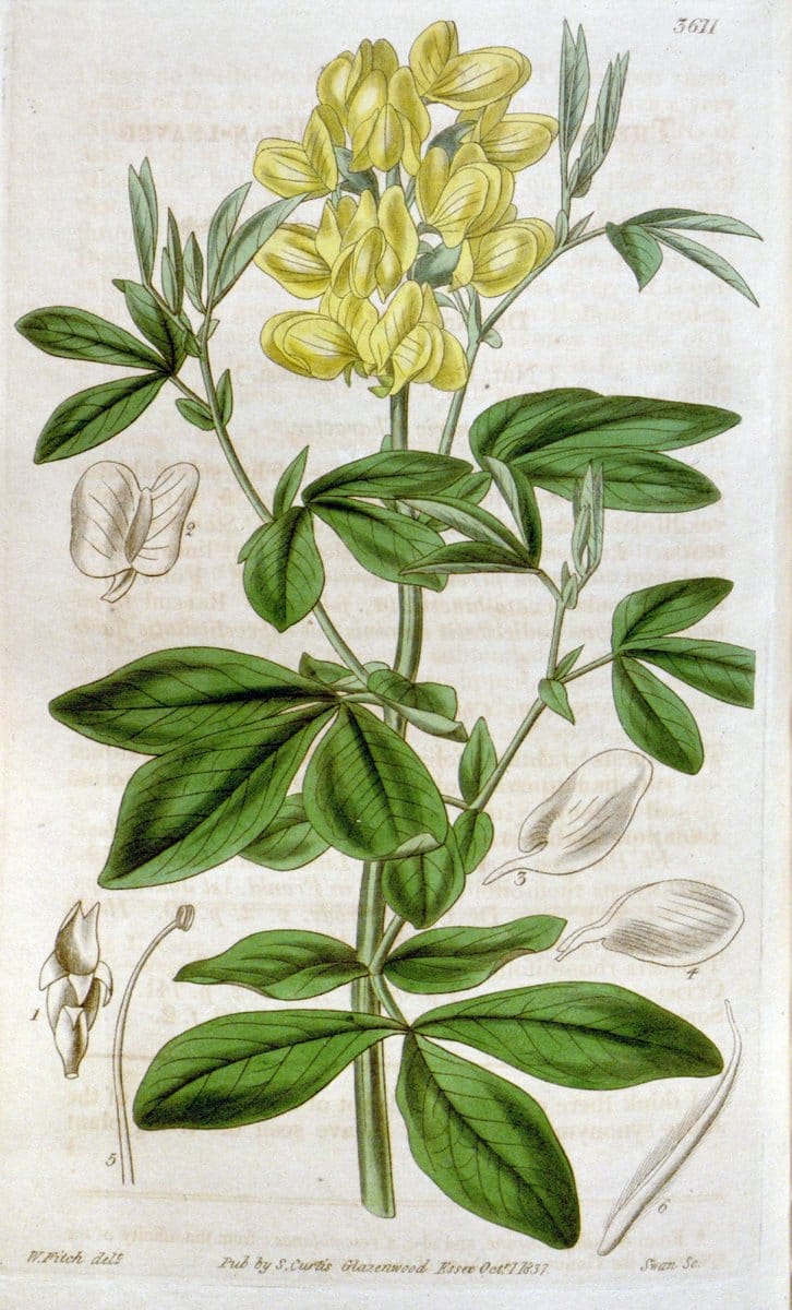 Curtis's botanical magazine. London ; New York [etc.] :Academic Press [etc.]. | "Botanical illustration" Botany Periodicals "Pictorial works" "Plants, Ornamental"  | Vintage Print Reproduction 456271