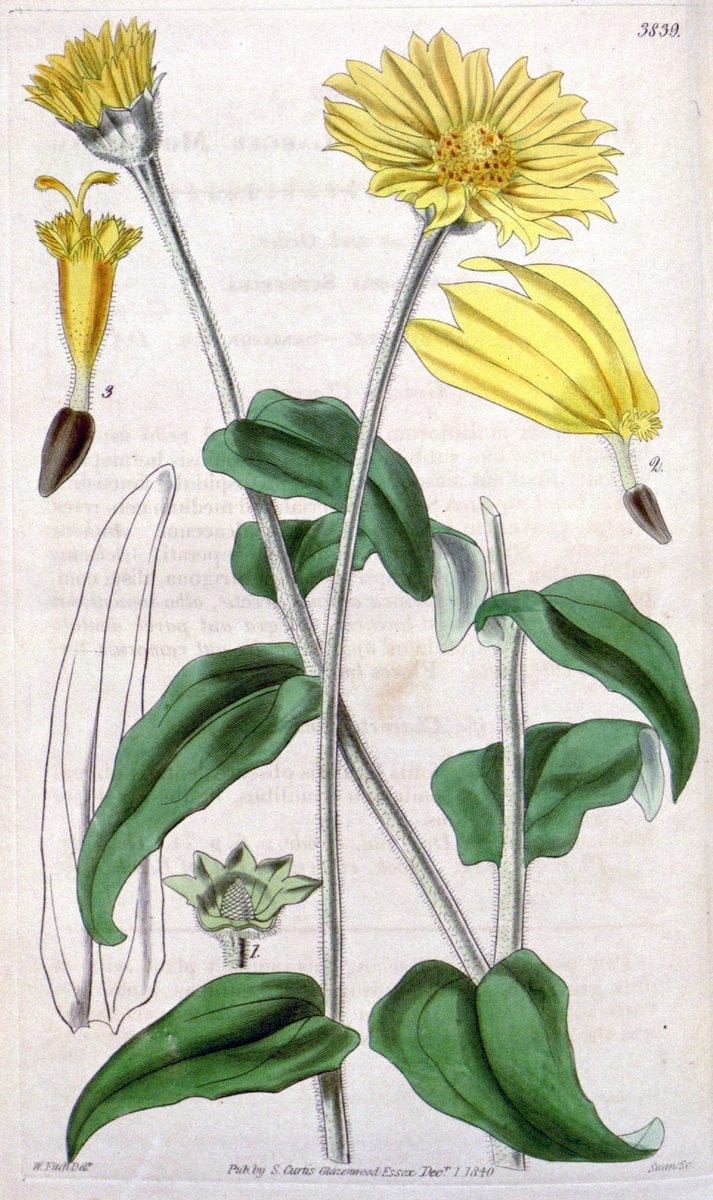 Curtis's botanical magazine. London ; New York [etc.] :Academic Press [etc.]. | "Botanical illustration" Botany Periodicals "Pictorial works" "Plants, Ornamental"  | Vintage Print Reproduction 456273