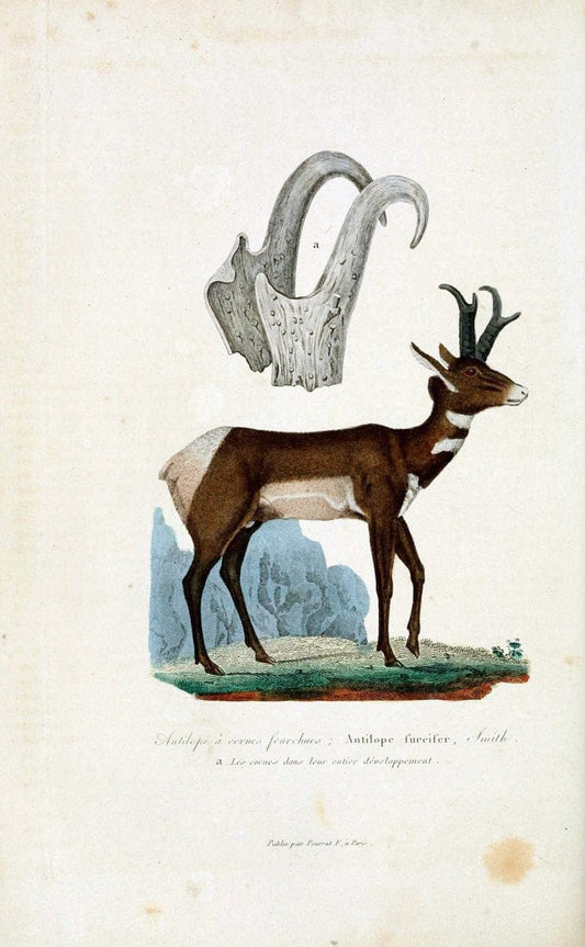 ComplÃ©ments de Buffon. t.1.Paris:P. Pourrat FrÃ¨res,1838. |  | Vintage Print Reproduction 456274
