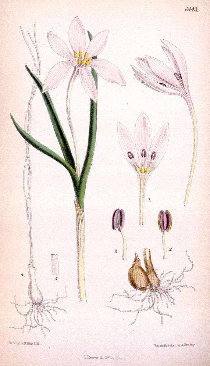 Curtis's botanical magazine. London ; New York [etc.] :Academic Press [etc.]. | "Botanical illustration" Botany Periodicals "Pictorial works" "Plants, Ornamental"  | Vintage Print Reproduction 456275