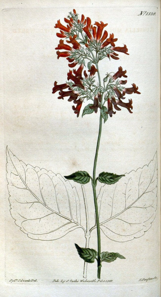 Curtis's botanical magazine. London ; New York [etc.] :Academic Press [etc.]. | "Botanical illustration" Botany Periodicals "Pictorial works" "Plants, Ornamental"  | Vintage Print Reproduction 456276