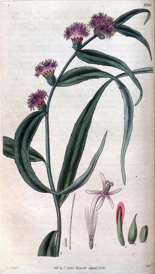 Curtis's botanical magazine..London ;New York [etc.] :Academic Press [etc.]. |  | Vintage Print Reproduction 456277