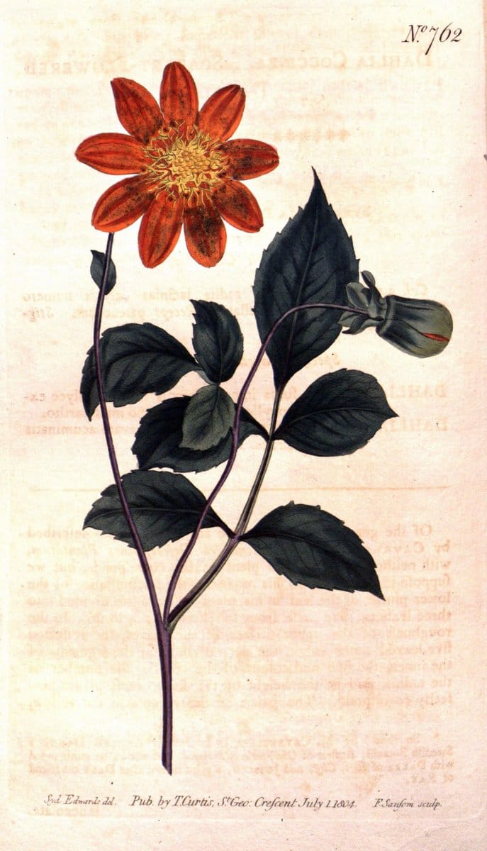 Curtis's botanical magazine..London ;New York [etc.] :Academic Press [etc.]. |  | Vintage Print Reproduction 456278