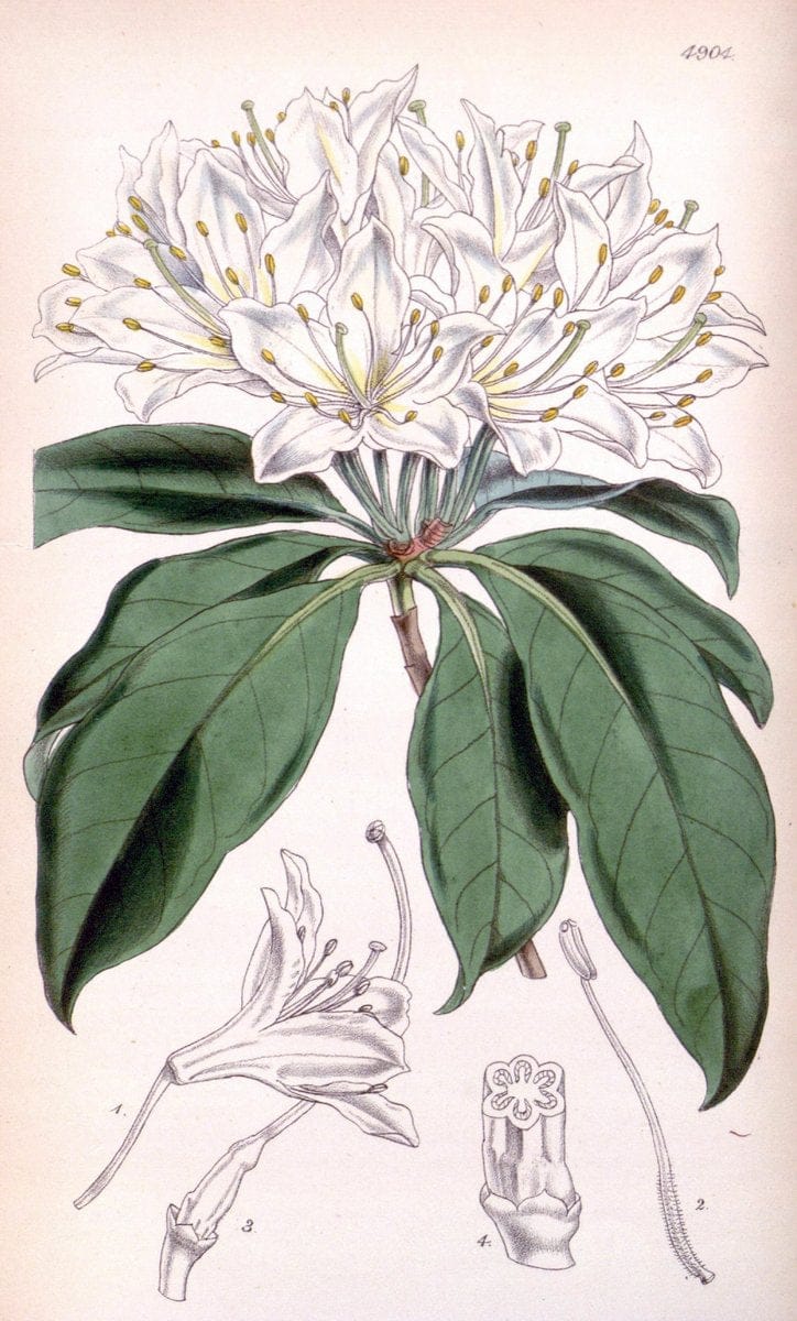 Curtis's botanical magazine. London ;New York [etc.] :Academic Press [etc.]. | Botany Periodicals "Pictorial works"  | Vintage Print Reproduction 456279