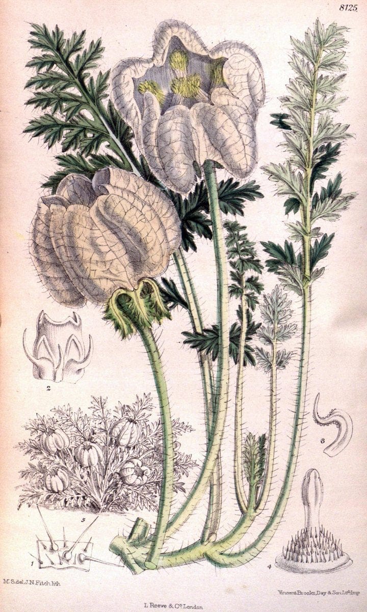 Curtis's botanical magazine. London ;New York [etc.] :Academic Press [etc.]. | Botany Periodicals "Pictorial works"  | Vintage Print Reproduction 456280