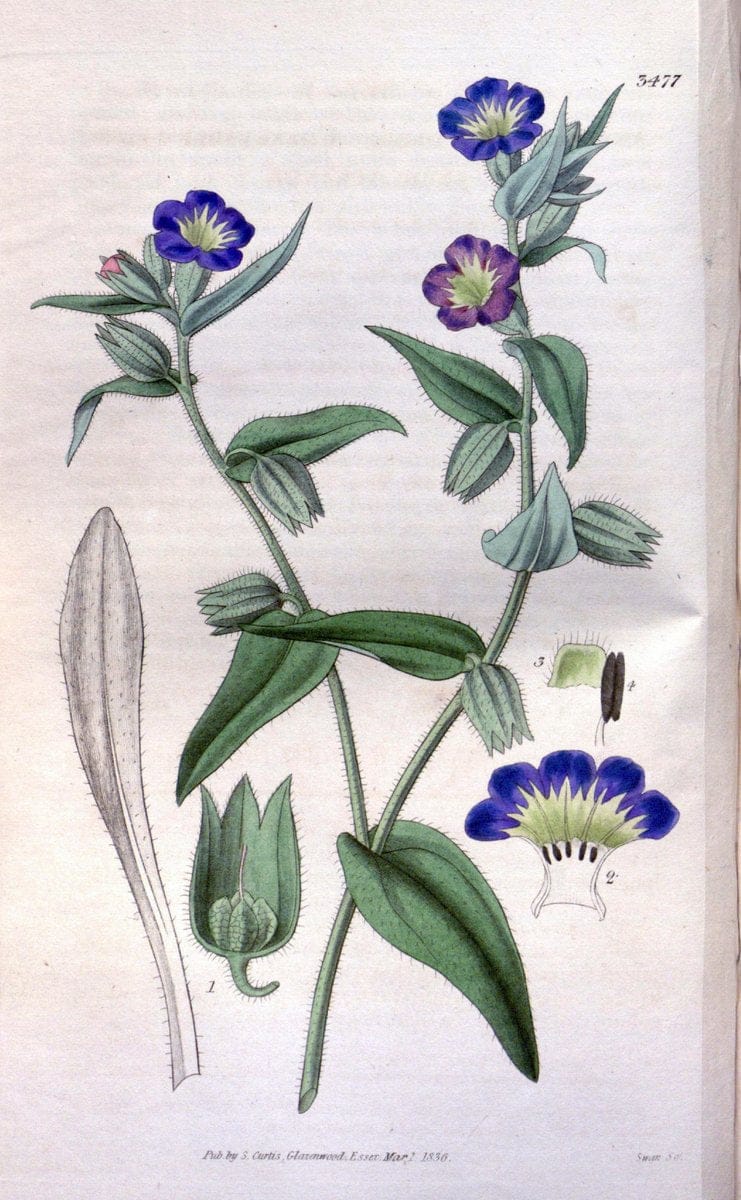 Curtis's botanical magazine. London ;New York [etc.] :Academic Press [etc.]. | Botany Periodicals "Pictorial works"  | Vintage Print Reproduction 456281