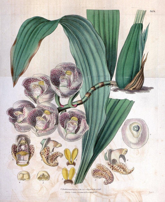 Curtis's botanical magazine. London ;New York [etc.] :Academic Press [etc.]. | Botany Periodicals "Pictorial works"  | Vintage Print Reproduction 456282
