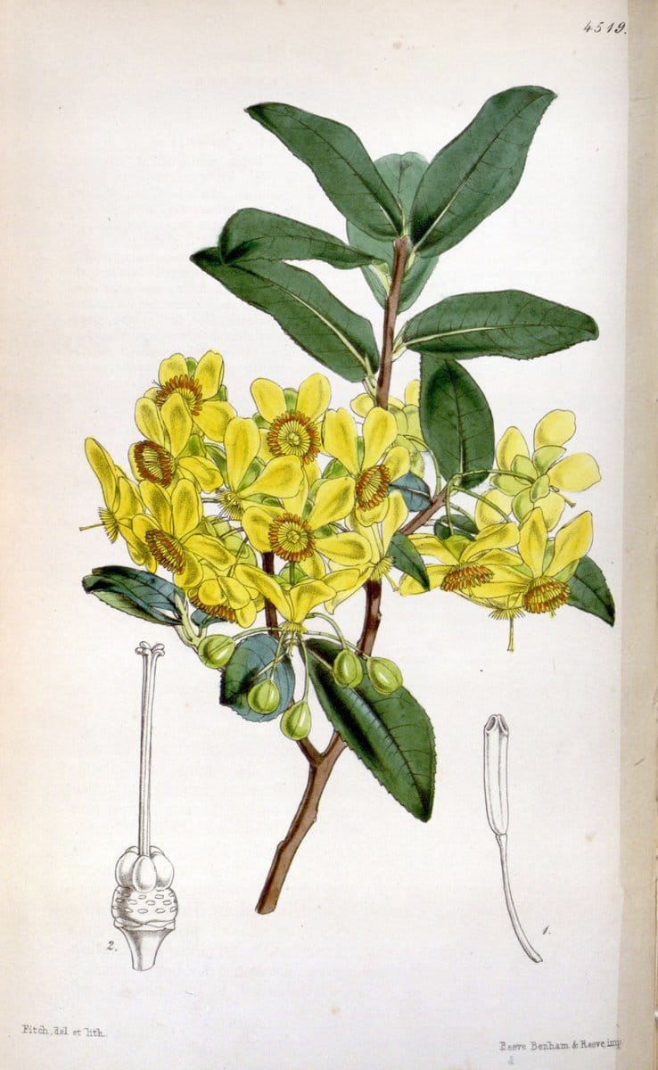 Curtis's botanical magazine. London ;New York [etc.] :Academic Press [etc.]. | Botany Periodicals "Pictorial works"  | Vintage Print Reproduction 456283