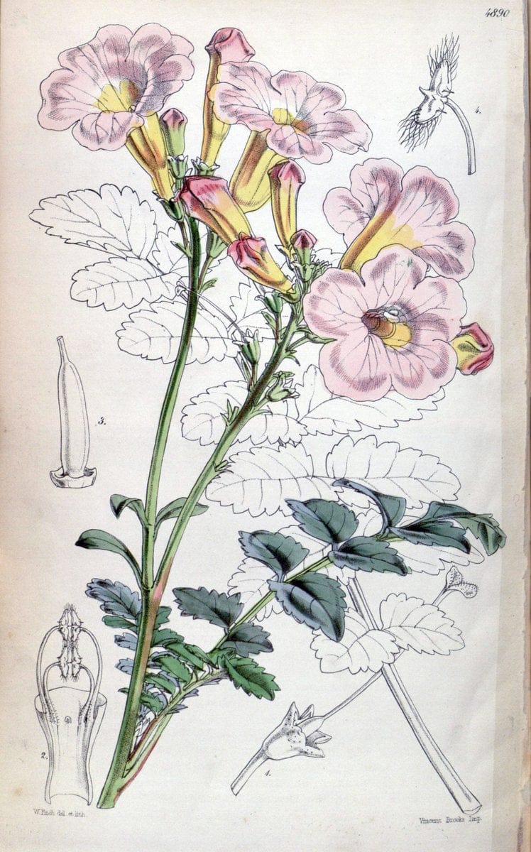 Curtis's botanical magazine. London ;New York [etc.] :Academic Press [etc.]. | Botany Periodicals "Pictorial works"  | Vintage Print Reproduction 456284