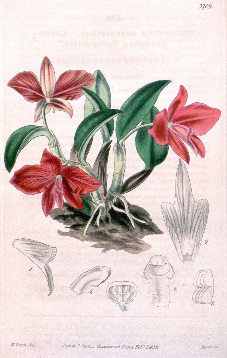 Curtis's botanical magazine. London ;New York [etc.] :Academic Press [etc.]. | Botany Periodicals "Pictorial works"  | Vintage Print Reproduction 456285