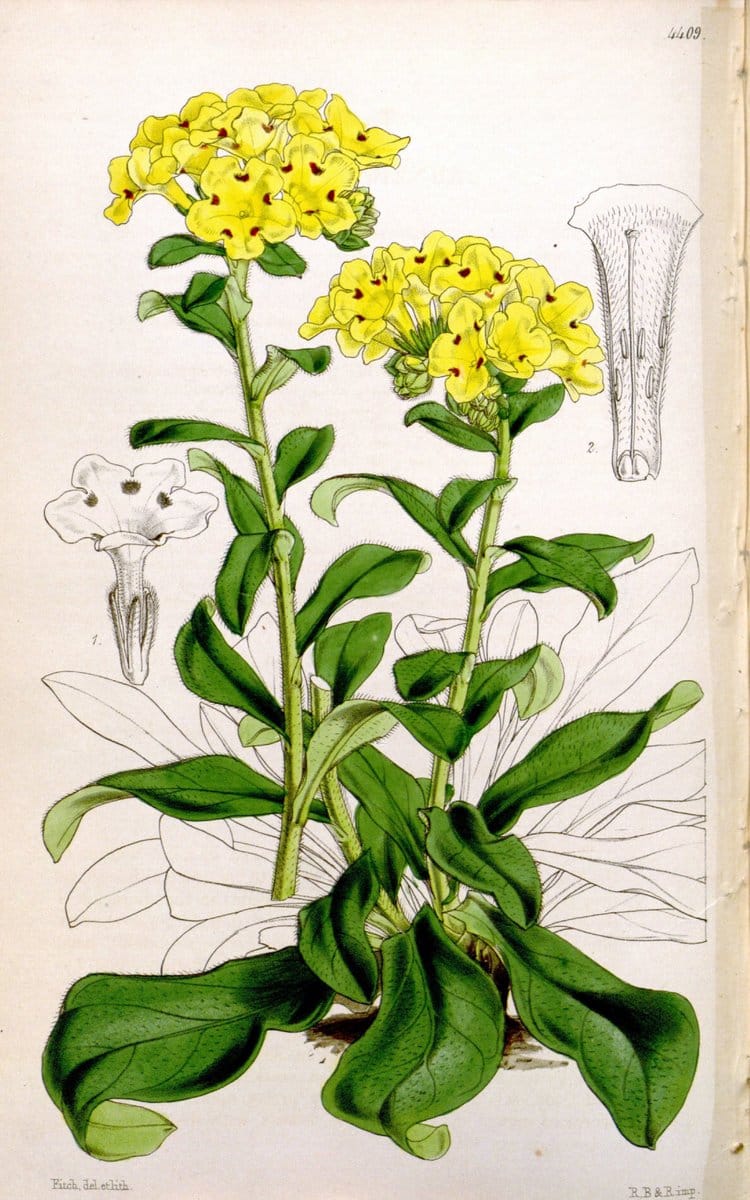 Curtis's botanical magazine. London ; New York [etc.] :Academic Press [etc.]. | "Botanical illustration" Botany Periodicals "Pictorial works" "Plants, Ornamental"  | Vintage Print Reproduction 456288